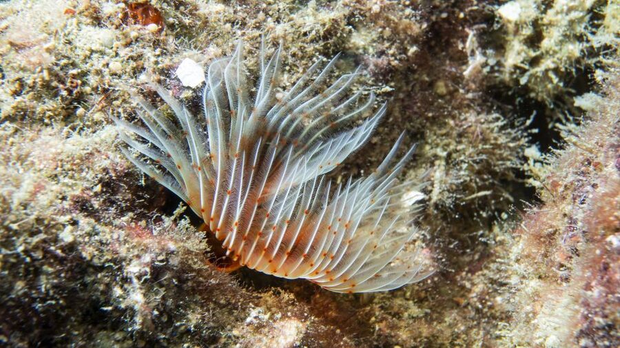Alanya: 2 Guided Scuba Dives with Lunch and Hotel Transfers - The first session, usually around 5 meters