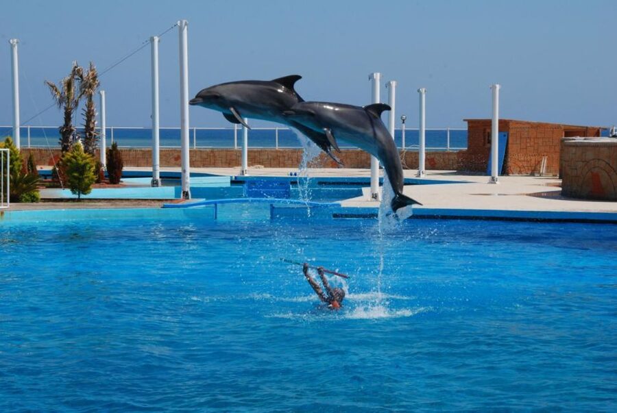 Alanya: Dolphin and Seal Show Ticket with Hotel Transfers - Practical seating and timing advice