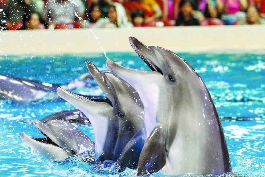 Alanya: Dolphin and Seal Show Ticket with Hotel Transfers - The dolphin performance: leaps, music, and close trainer work