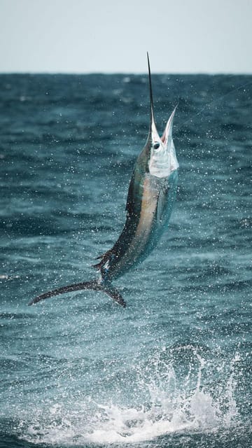 Alanya: Fishing Tour with Equipment and Lunch - My practical verdict on Yükay Turizm’s fishing tour