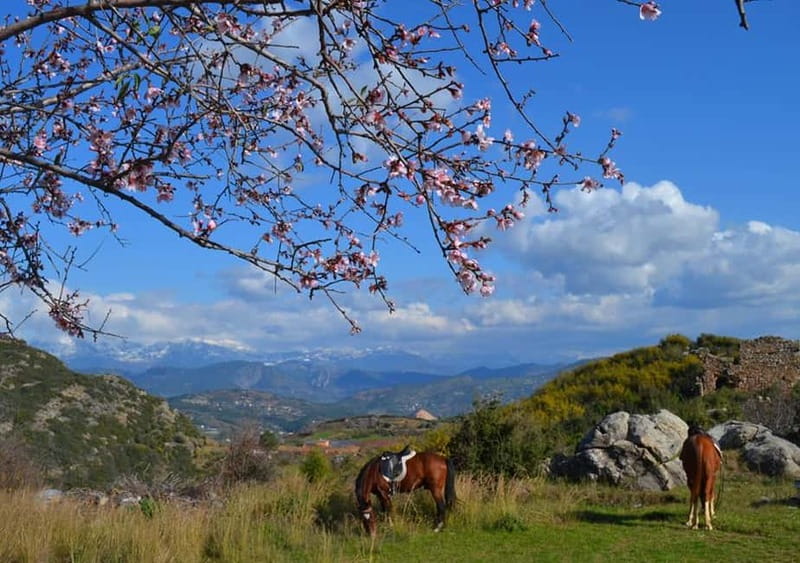 Alanya: Horse Riding Adventure - Key points to know before booking