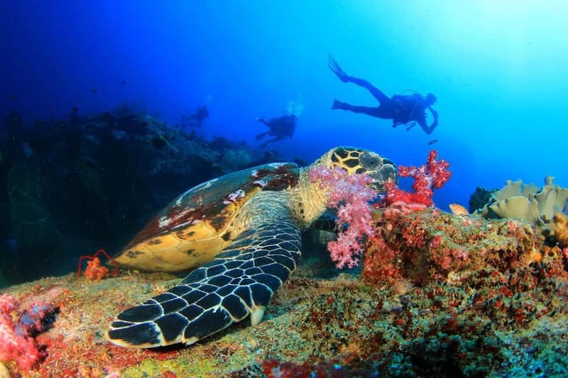 Alanya: Scuba Diving Tour With Lunch - Key points to know before booking