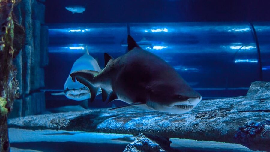Antalya: Aquarium and Wax Museum Entry Ticket - Optional attractions can change the total cost