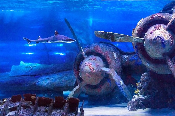 Antalya: Aquarium Ticket With Optional Transfer - Who will enjoy this most?