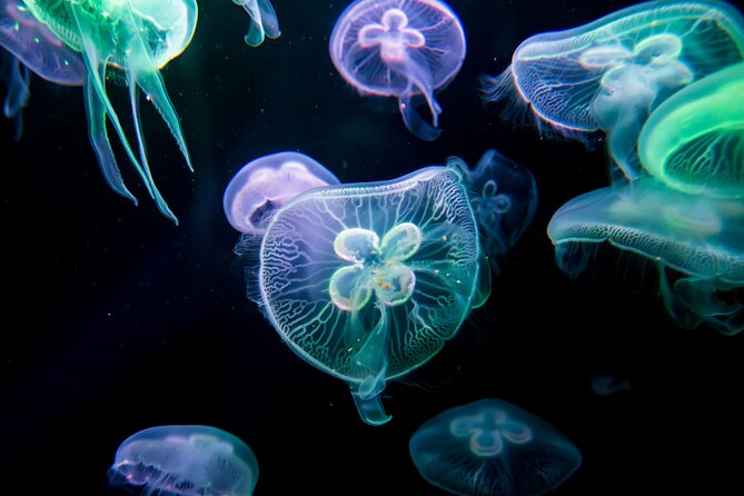 Antalya: Aquarium, Wax Museum & Combo Package Options - My honest take on the overall experience