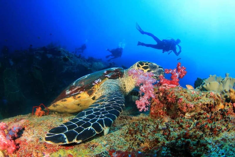 Antalya/Kemer: 2 Dives Scuba Diving Trip with Lunch - Key points to know before booking