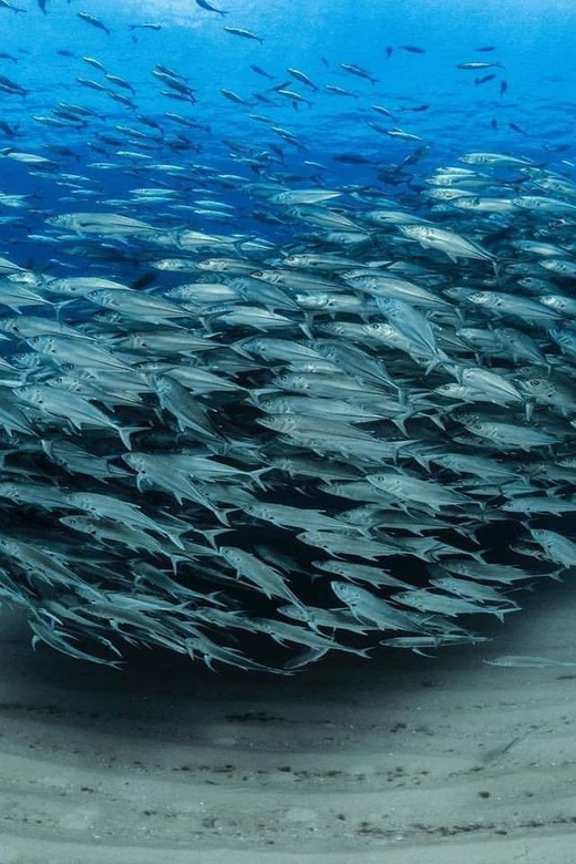 Antalya, Side and Alanya: Scuba Diving with Lunch & 2 Dives - Key details before you book