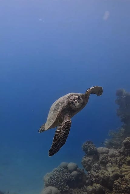 Antalya, Side and Alanya: Scuba Diving with Lunch & 2 Dives - Small details that make the day easier