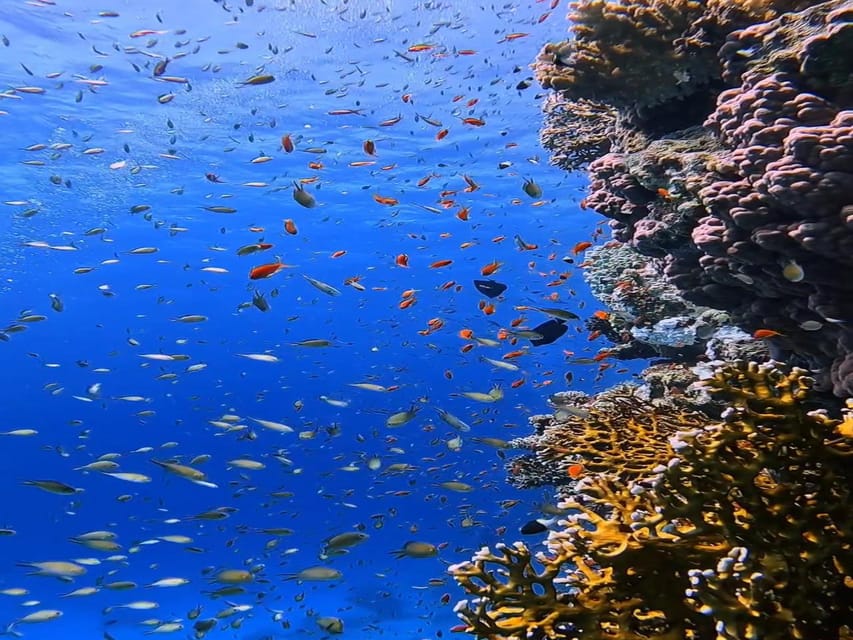 Antalya, Side and Alanya: Scuba Diving with Lunch & 2 Dives - Lunch and deck time between sessions
