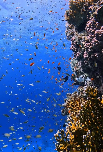 Antalya, Side and Alanya: Scuba Diving with Lunch & 2 Dives - Who will enjoy this most