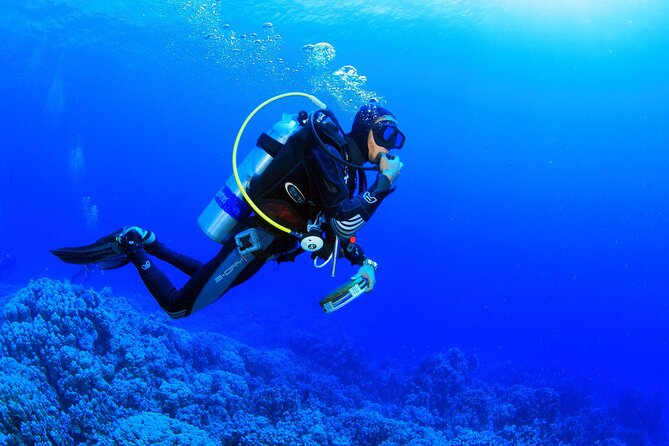 Bodrum Scuba Diving Tour With Free Hotel Transfer By Locals - A short session among fish, reefs, and caves