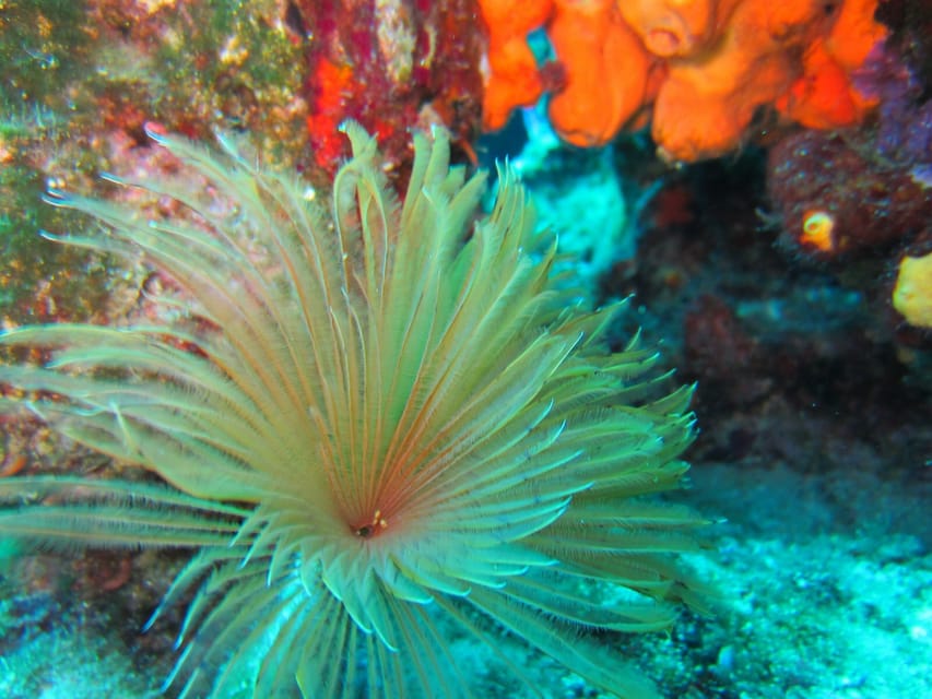 Bodrum: Scuba Diving Trip with Lunch - Who will enjoy this most