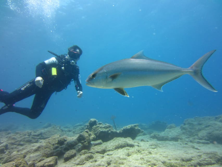 Bodrum: Scuba Diving Trip with Lunch - Practical tips for a smoother outing