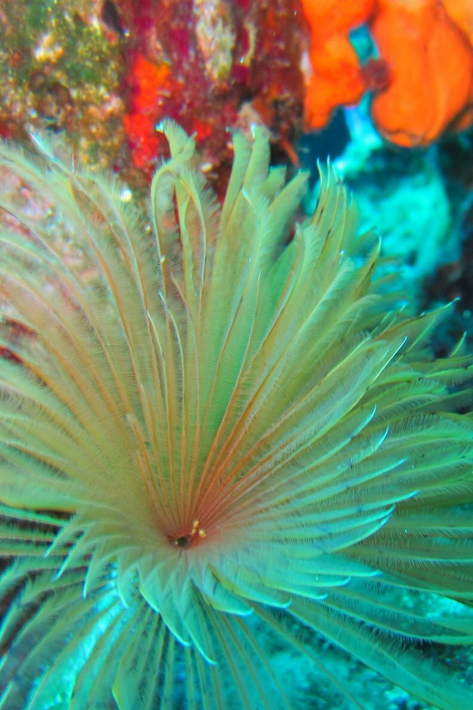 Bodrum: Scuba Diving Trip with Lunch - Should you book this Bodrum scuba trip?