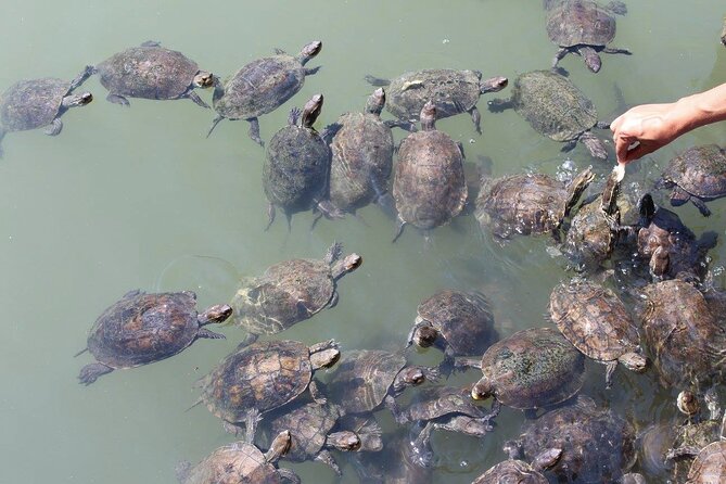 Bodrum Turtle Beach Tour With Mud Baths & King Tombs - The Dalyan river boat and the Lycian tombs