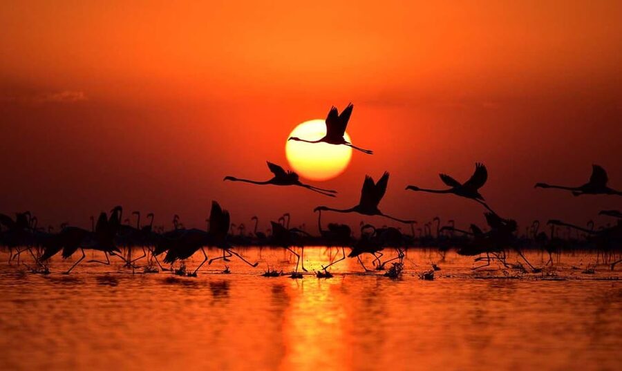 Cappadocia Amazing Sunset Tour To Salt Lake - Flamingos and the living side of the lake
