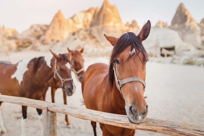 Cappadocia: Göreme Horse Riding, Fairy Chimneys w/Transfer - Orchards, vineyards, and a quieter side of the region