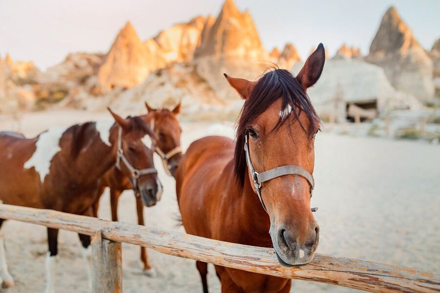 Cappadocia: Horse Riding w/Sunrise & Sunset Option - Sunrise or sunset: choose your light