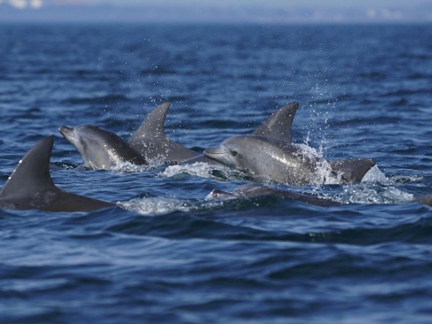 City of Side: Dolphin Island Boat Tour with BBQ & Foam Party - Who Will Enjoy This Boat Tour Most?