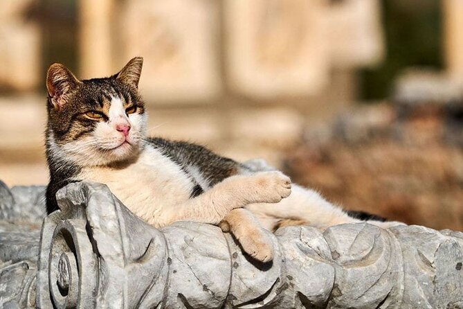 Daily Ephesus and Virgin Mary House Tour with Lunch Included - From Kusadasi to the Virgin Mary House