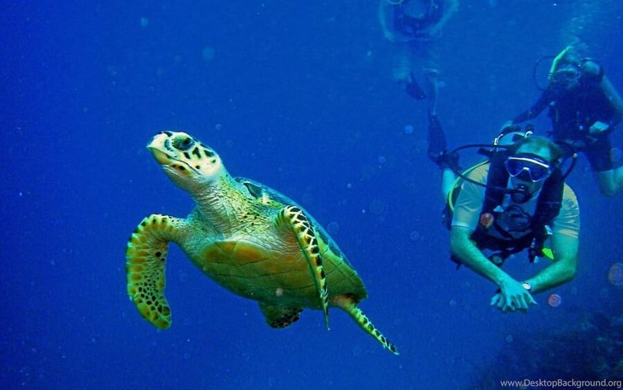 Diving Tour from Alanya & Side with Lunch - 2 Dives Included - What happens before you enter the water