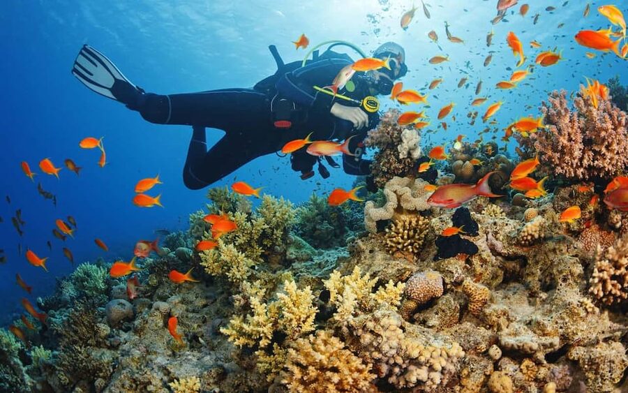 Diving Tour from Alanya & Side with Lunch - 2 Dives Included - Lunch and the hours between sessions