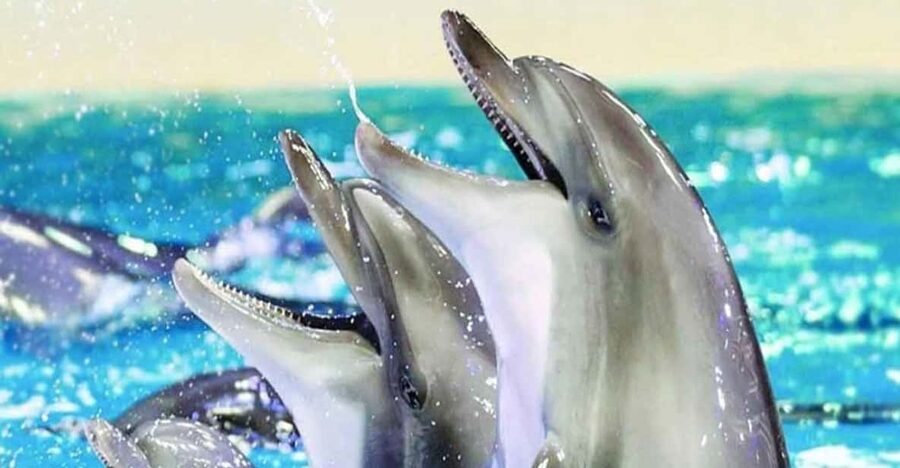 From Belek: Dolphin Show with Transfers - What the Belek dolphin show is really like