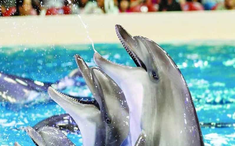 From Belek: Dolphin Show with Transfers - Getting seated for the dolphin performance