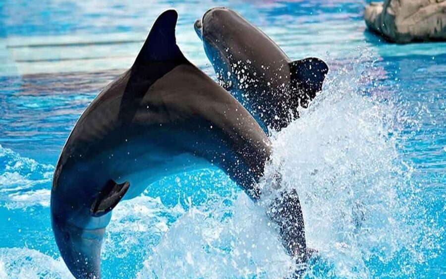 From Belek: Dolphin Show with Transfers - Timing, flexibility, and booking details