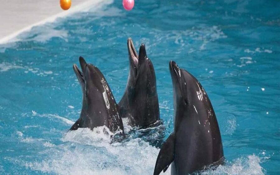 From Belek: Dolphin Show with Transfers - Should you book the dolphin show from Belek?