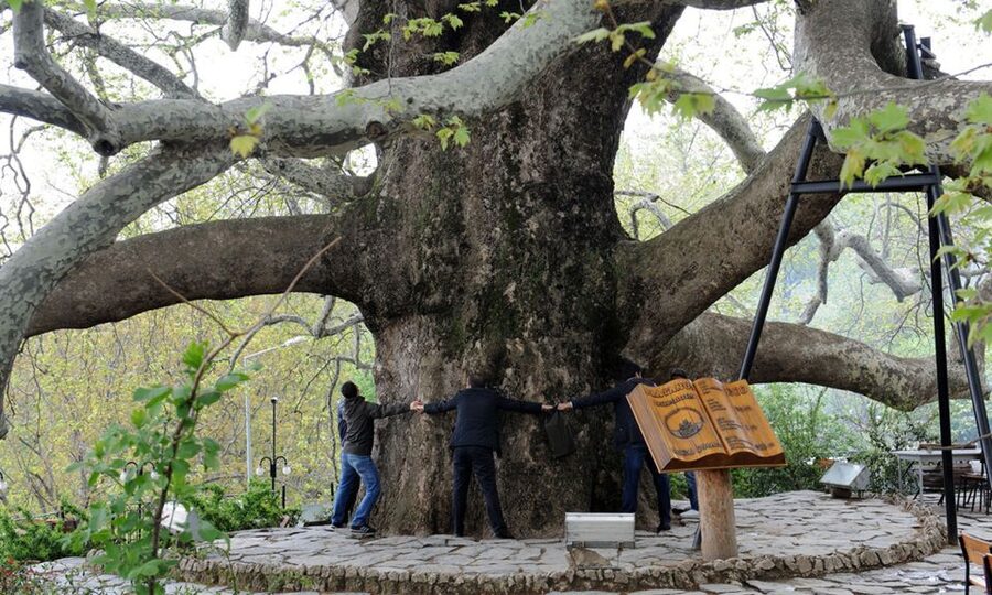 From Istanbul: Private Bursa City Day Trip - Parks, gardens, and the 600-year-old pine tree