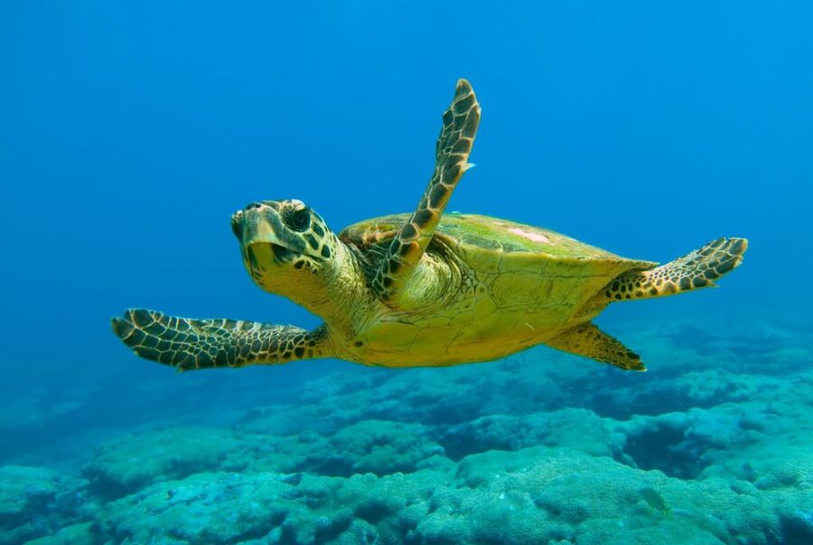 From Marmaris: Day Trip to Dalyan with Lunch - Iztuzu Beach and the Caretta-Caretta turtles