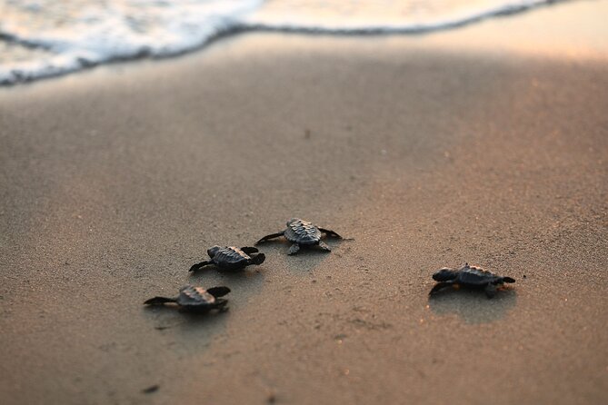 Full Day Turtle Beach Tour With Lake and Mud Baths From Marmaris - What to pack and what costs extra