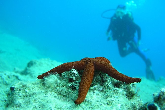 Half-day Scuba Diving Experience in Oludeniz - Practical planning before you book