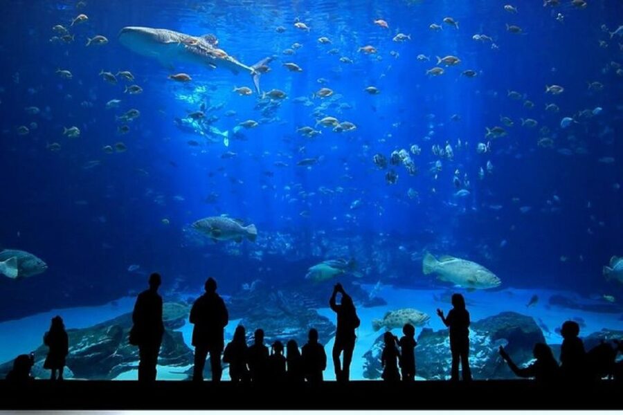 Istanbul Aquarium and Aqua Florya Shopping Mall Tour - Practical tips for a smoother visit