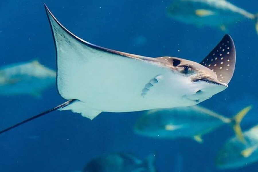 Istanbul Aquarium and Aqua Florya Shopping Mall Tour - Mirror Labyrinth and Quest Rainforest