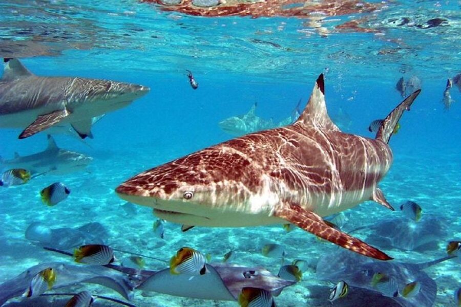 Istanbul Aquarium and Aqua Florya Shopping Mall Tour - Is $177 a fair price?