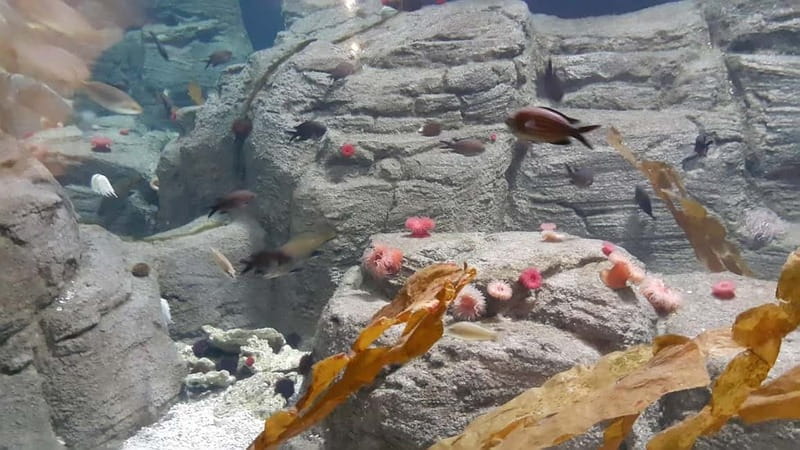 Istanbul: Aquarium Ticket and Round Trip Shuttle from Taksim - Key points to know before you book