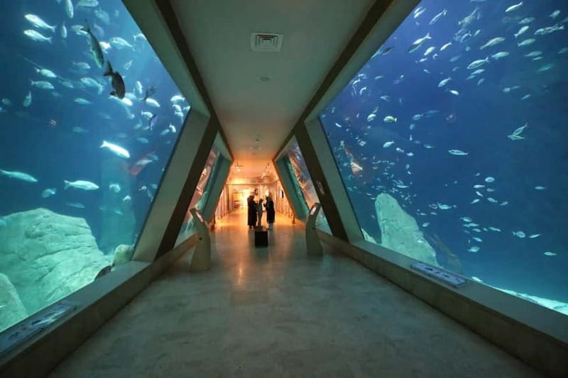 Istanbul: Aquarium Ticket and Round Trip Shuttle from Taksim - From the Black Sea to the Pacific