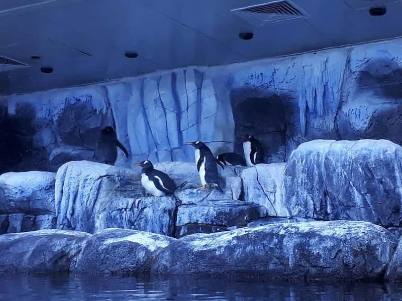 Istanbul: Aquarium Ticket and Round Trip Shuttle from Taksim - Entering Istanbul Aquarium with a separate entrance