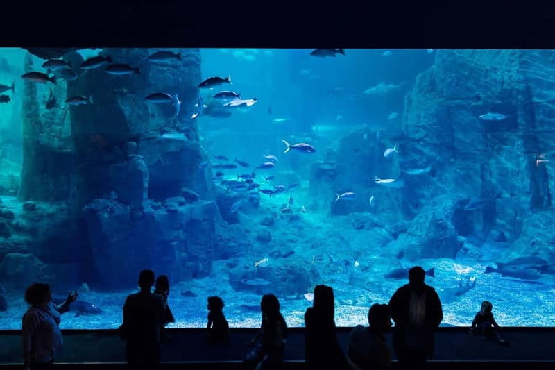 Istanbul: Aquarium Ticket with Shuttle Bus from Sultanahmet - Entering through the separate line