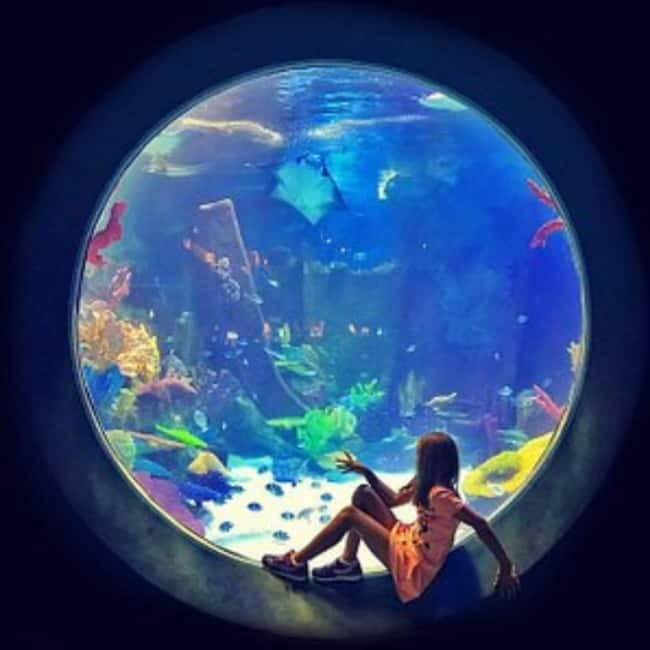 Istanbul: Aquarium Ticket with Shuttle Bus from Sultanahmet - Food, shopping, and the mall setting
