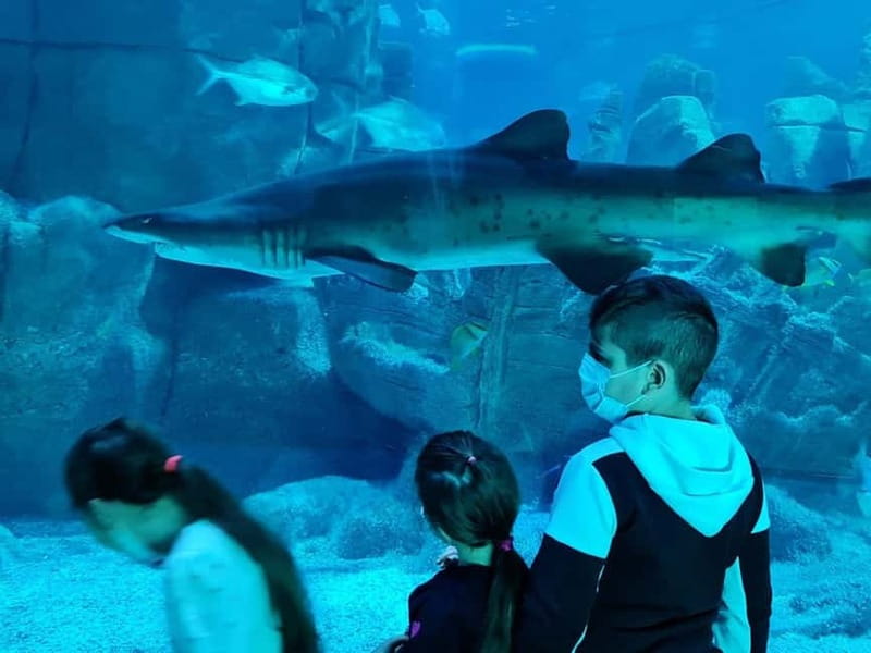 Istanbul: Aquarium Ticket with Shuttle Bus from Sultanahmet - The meeting point deserves careful attention