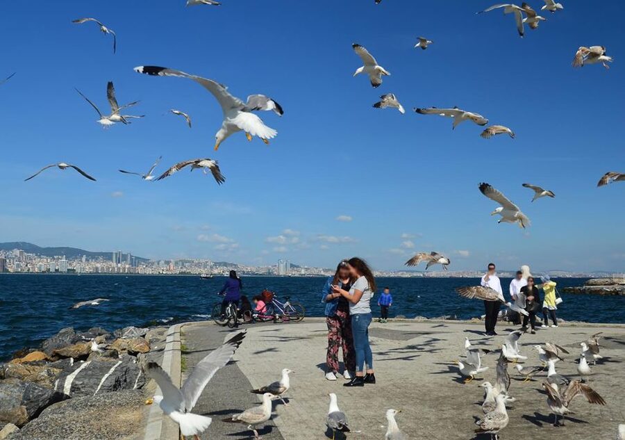 Istanbul: Round-Trip Ferry Tickets to the Princes' Islands - Beaches, swimming, and time by the water