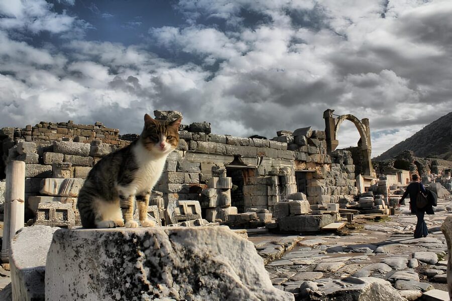 Izmir : Ephesus and Sirince Guided Tour - Ephesus: three hours among Roman monuments