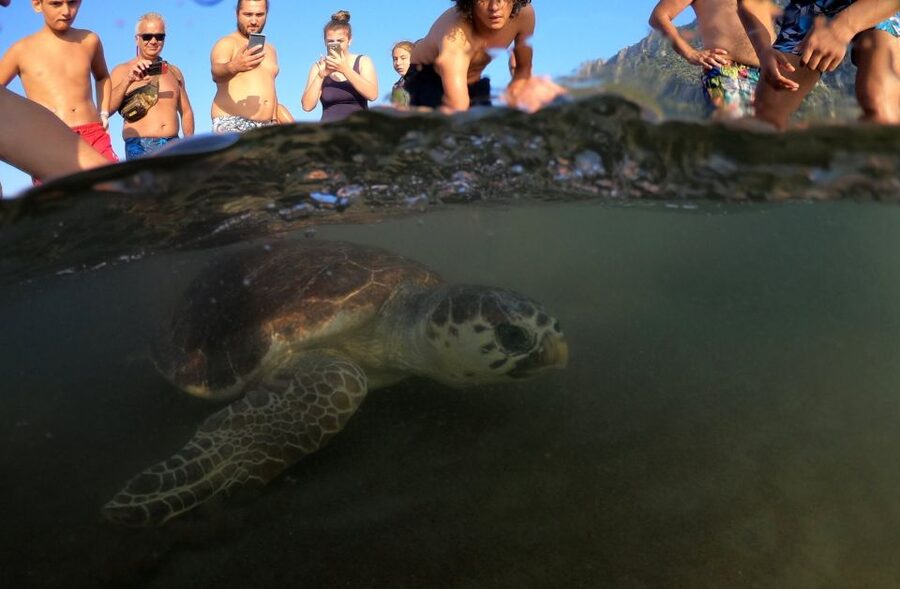 Sarigerme: Dalyan, Turtle Beach, Mud Bath, & King Tombs Tour - Why this Sarigerme day works so well