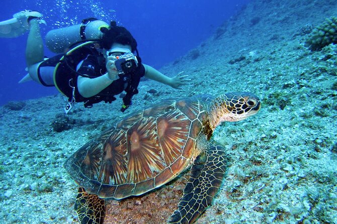 Scuba Diving Experience in Alanya With Lunch and 2 Dives - The main concern: a sharp difference in quality