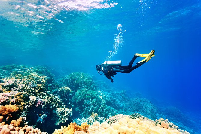 Scuba Diving Tour in Bodrum - What the $78.19 price buys you