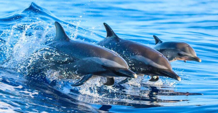 Side: Dolphin Island Boat Trip with Lunch & Unlimited Drinks - A full day from Kumköy Beach