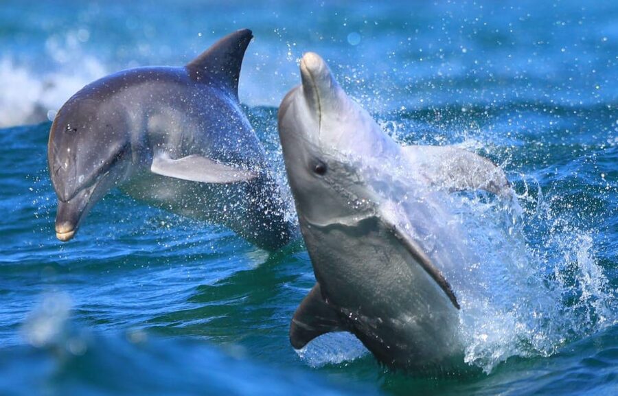 Side: Dolphin Island Boat Trip with Lunch & Unlimited Drinks - The long run toward Dolphin Island